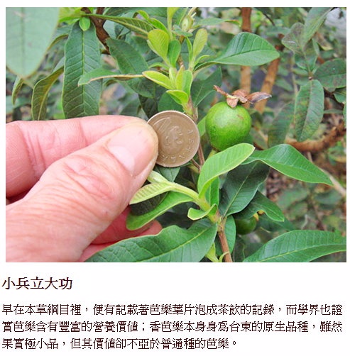 回饋價!!!!芭樂心葉茶葉200公克/盒--香芭樂產銷班出產
